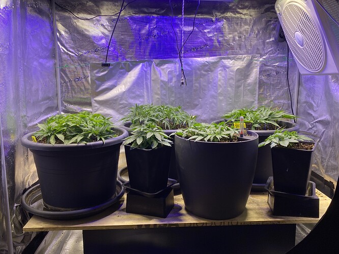 Growreport Bild 7