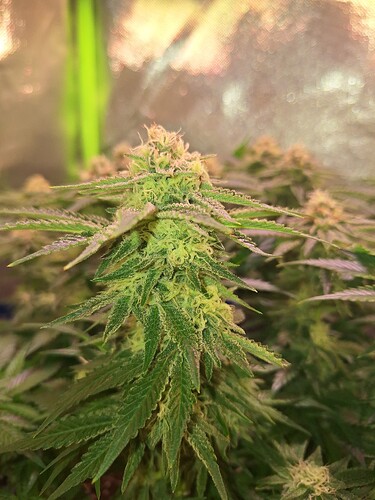 Growreport Bild 2