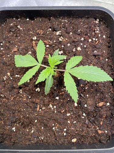Growreport Bild 6