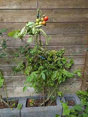 Growreport Bild 21
