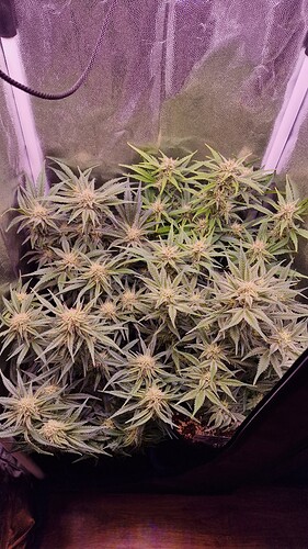 Growreport Bild 1