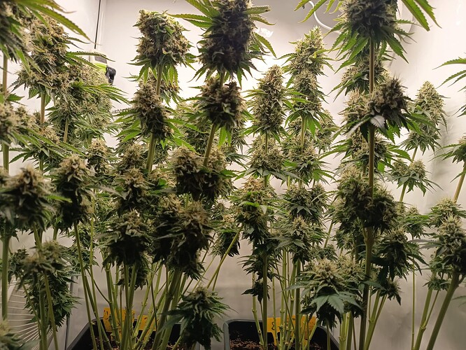 Growreport Bild 29
