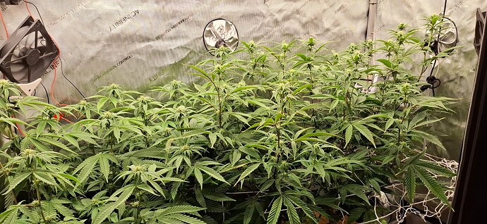 Growreport Bild 2