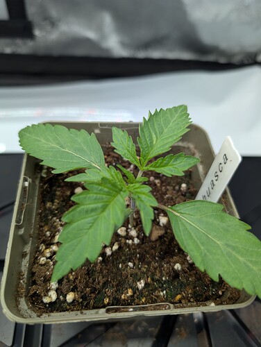 Growreport Bild 3