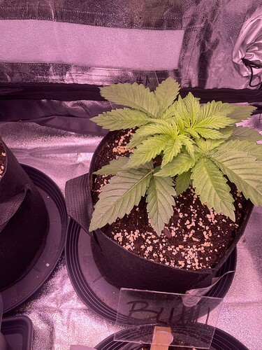 Growreport Bild 3