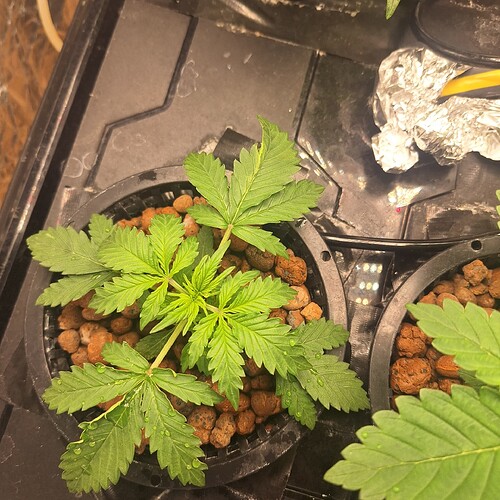 Eine junge Cannabispflanze in einem schwarzen Netztopf mit Blähton. Die Pflanze hat mehrere grüne Blätter und befindet sich in der Sämlingsphase.