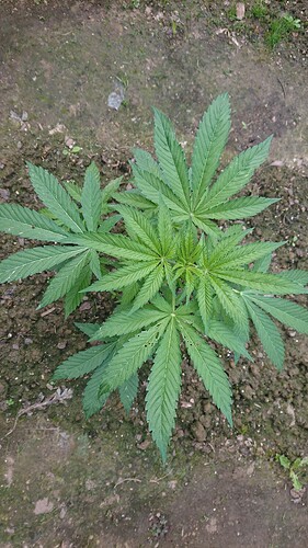 Growreport Bild 29