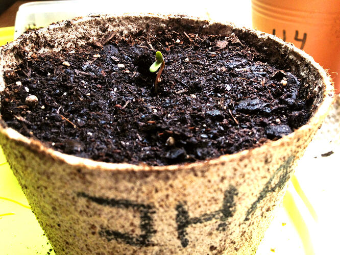 Grow26_0517_1
