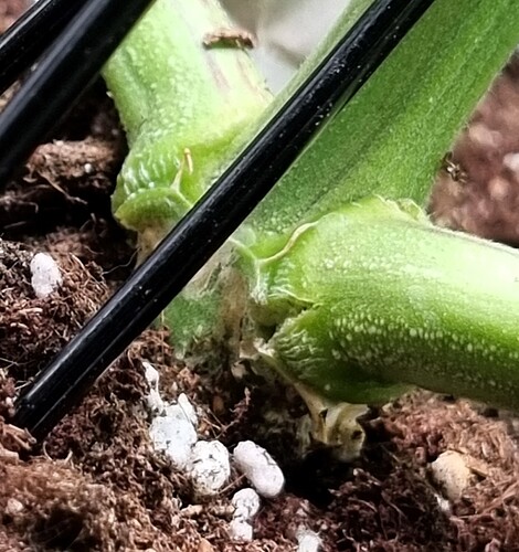 Growreport Bild 31