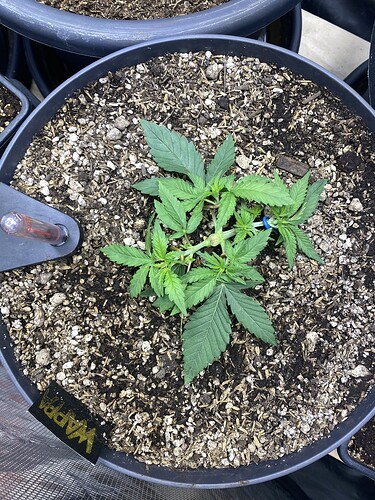 Growreport Bild 70