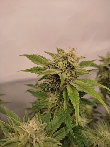 Growreport Bild 35