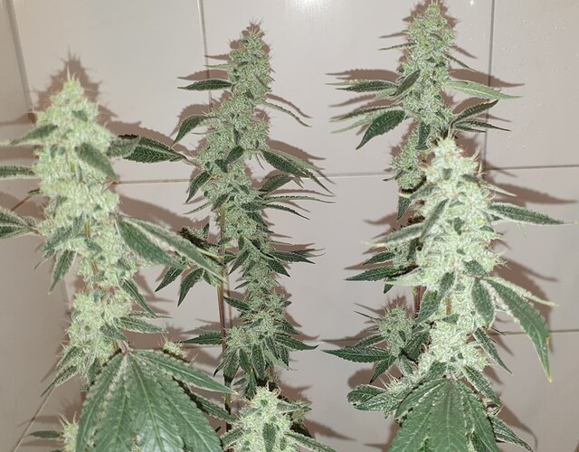 Growreport Bild 4