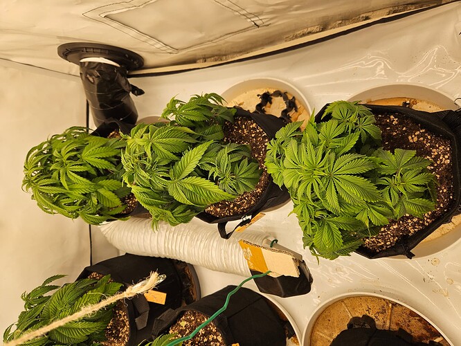 Growreport Bild 2