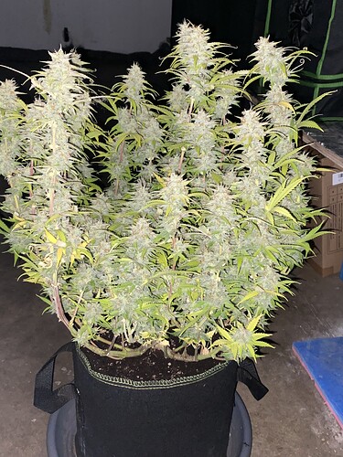 Growreport Bild 3