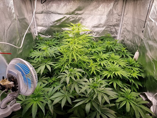 Mehrere Cannabis-Pflanzen im Wuchsstadium in einem Growzelt, beleuchtet von einer Lampe, mit einem Ventilator im Vordergrund.