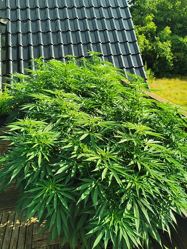 Growreport Bild 6