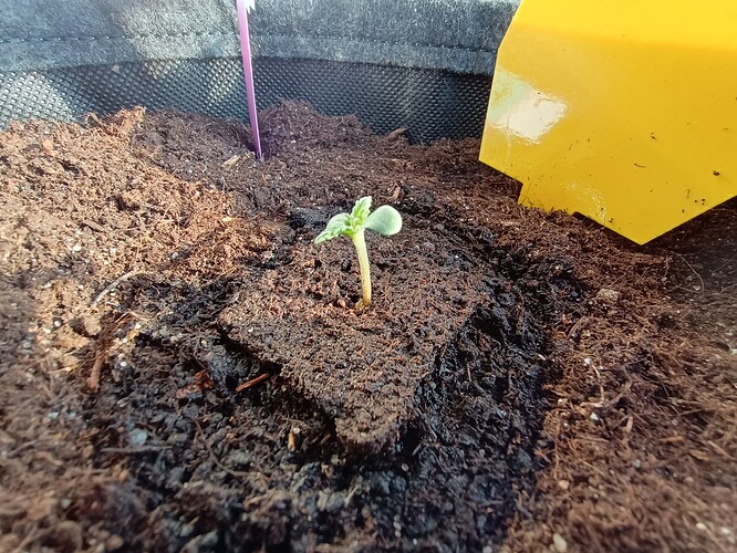 IMG_20240415_182244270_HDR