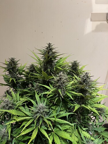 Growreport Bild 13
