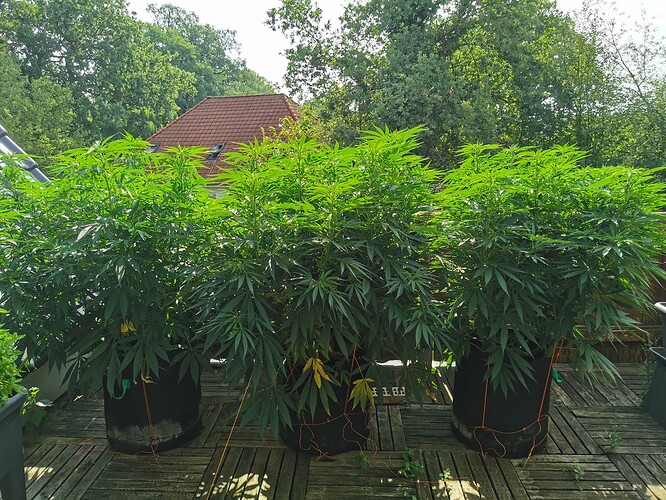 Growreport Bild 3