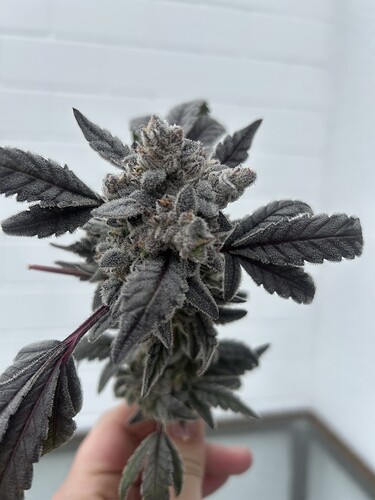 Growreport Bild 10
