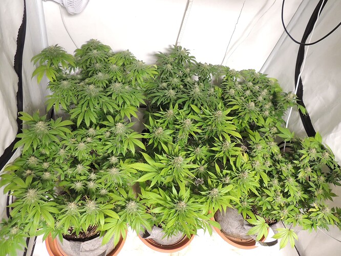 Growreport Bild 7