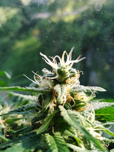 Growreport Bild 9