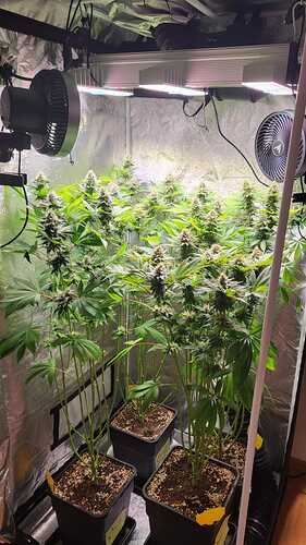 Vier Cannabispflanzen in der Blütephase in einem Growzelt mit LED-Beleuchtung und Ventilatoren.