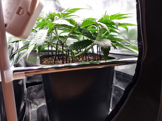 Growreport Bild 19