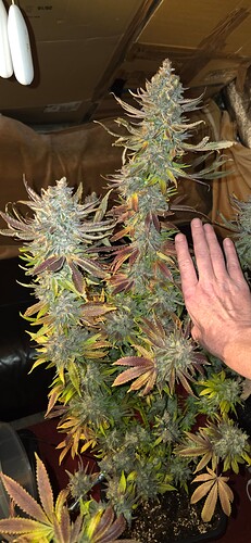 Growreport Bild 55