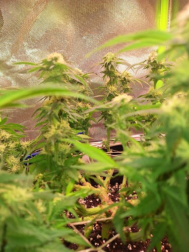 Growreport Bild 9