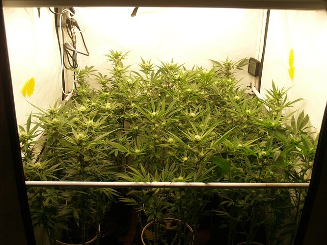 Growreport Bild 8