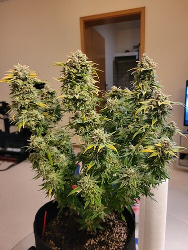 Growreport Bild 1