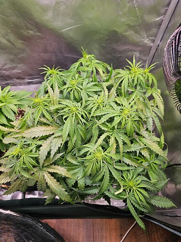 Growreport Bild 2