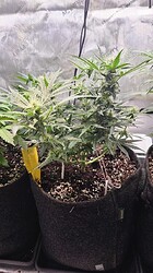 Growreport Bild 40
