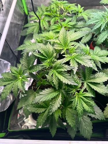 Growreport Bild 19
