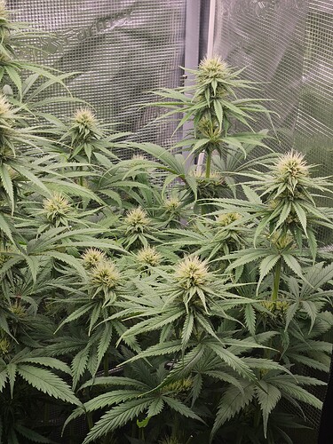 Growreport Bild 12