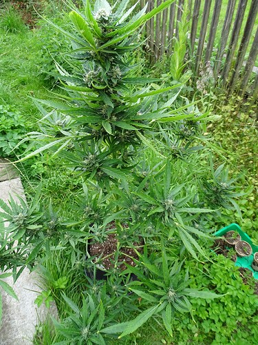 Growreport Bild 2