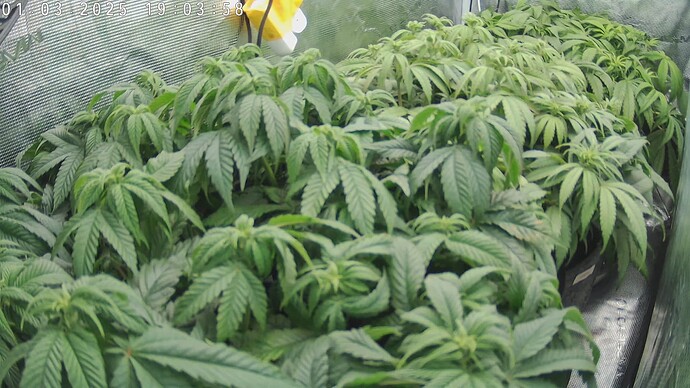 Growreport Bild 7