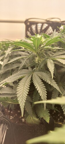 Growreport Bild 6