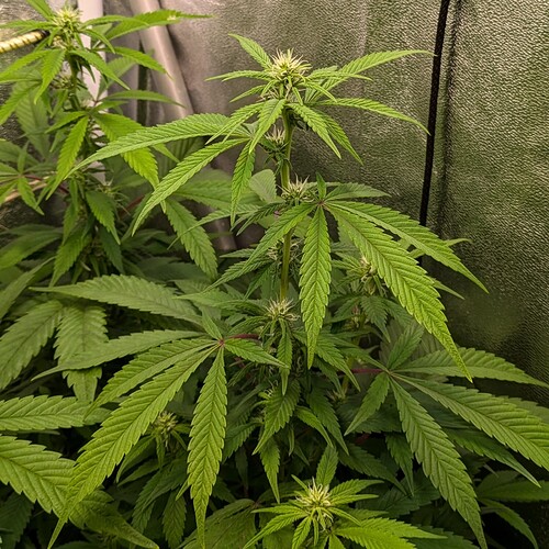 Growreport Bild 24