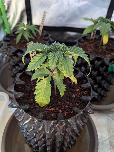 Growreport Bild 1