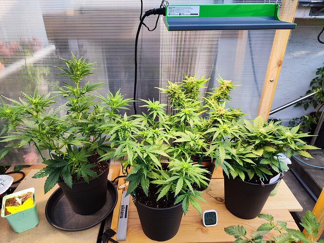 Growreport Bild 26