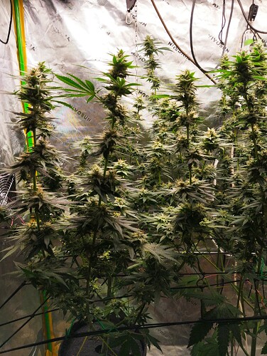 Growreport Bild 2