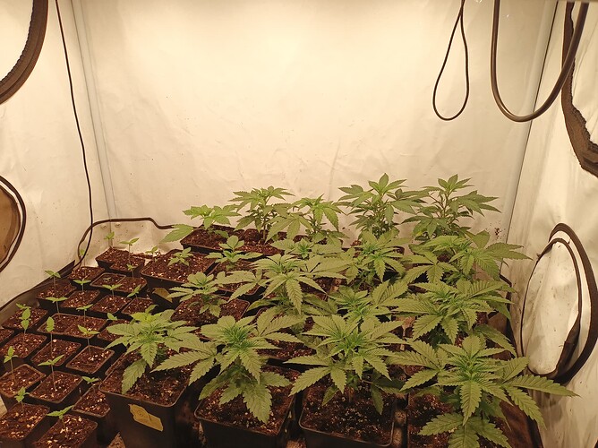 Growreport Bild 1