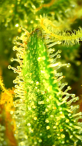 Growreport Bild 2