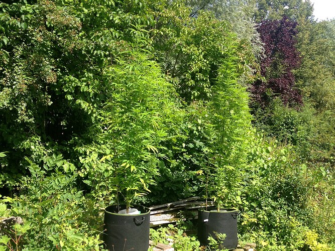 Growreport Bild 16