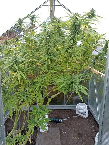 WhatsApp Bild 2024-11-02 um 17.38.17_326a1e22