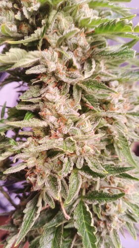 Growreport Bild 5
