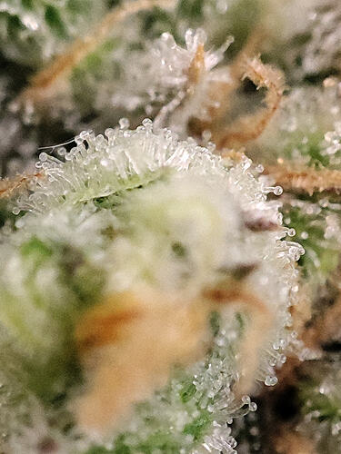 Growreport Bild 34