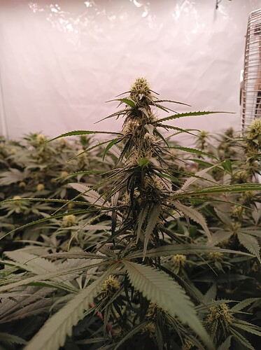 Growreport Bild 7